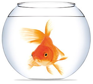Stresstherapie / Fisch im Glas
